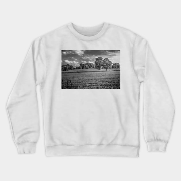 Two Trees In Wheat Field  BnW Crewneck Sweatshirt by Robert Alsop